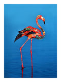 Flamant rose / Limited edition signed and numbered by Blach®